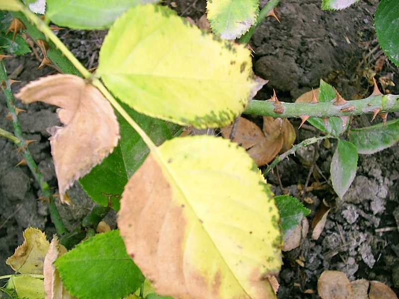 Почему у фикуса желтеют и опадают листья. основные причины пожелтения листьев