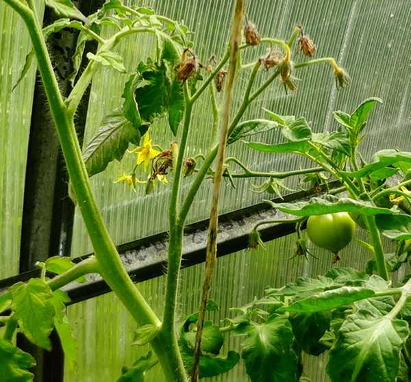 Почему не цветут помидоры — как правильно помочь кустам, пути решения, не завязываются томаты, в теплице и в открытом грунте, на балконе, фото
