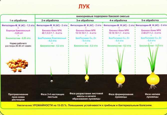 Урожайность чеснока: какой урожай озимого и ярового чеснока с 1 га и 1 сотки, как её повысить и от чего она зависит