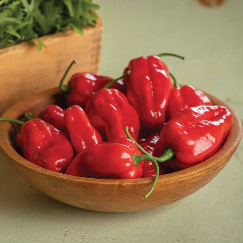 Как использовать перец хабанеро? 10 вкусных идей