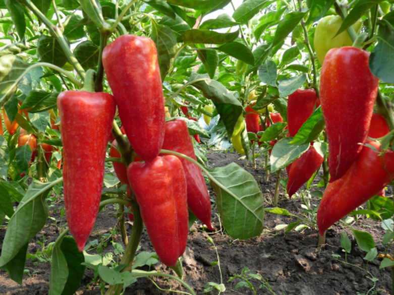 Яркий и вкусный сладкий перец «золотое чудо»: правила ухода для получения богатого урожая