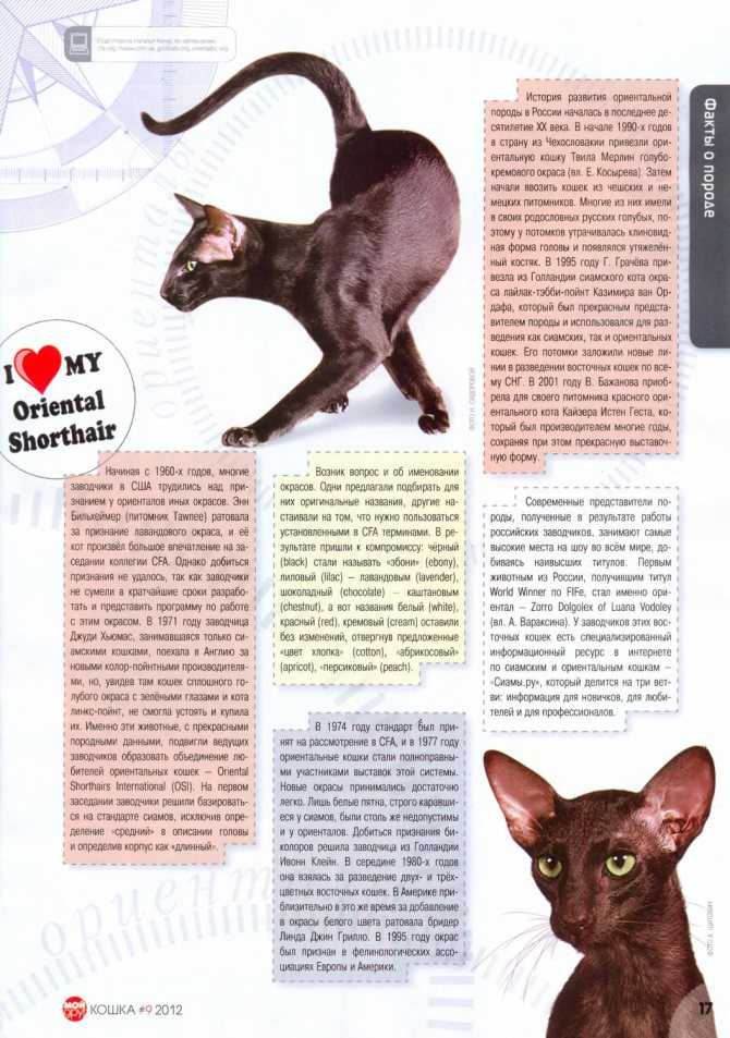 Ориентальная кошка: описание породы, характер, советы по содержанию и уходу, фото ориенталов