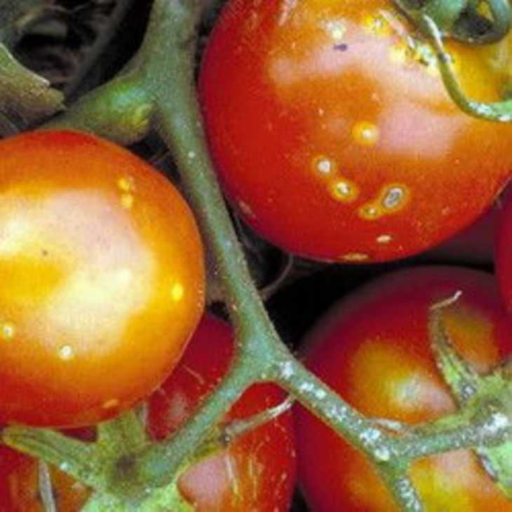 Рак стебля томатов: описание, способы лечения и профилактики