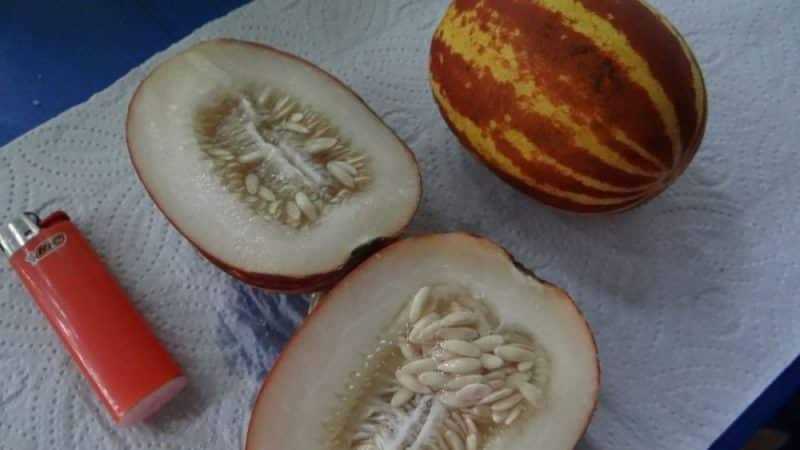 Описание сорта ананасовой дыни, особенности выращивания и ухода