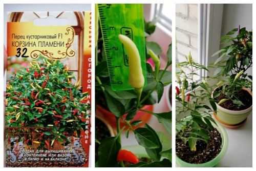 Черноплодный болгарский перец: как выбрать сорт и вырастить непривычную экзотику