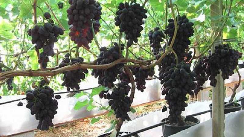 Посадить виноград в горшке. Виноград из семян. Виноград растет. Виноград из косточки. Виноград в комнатных условиях.