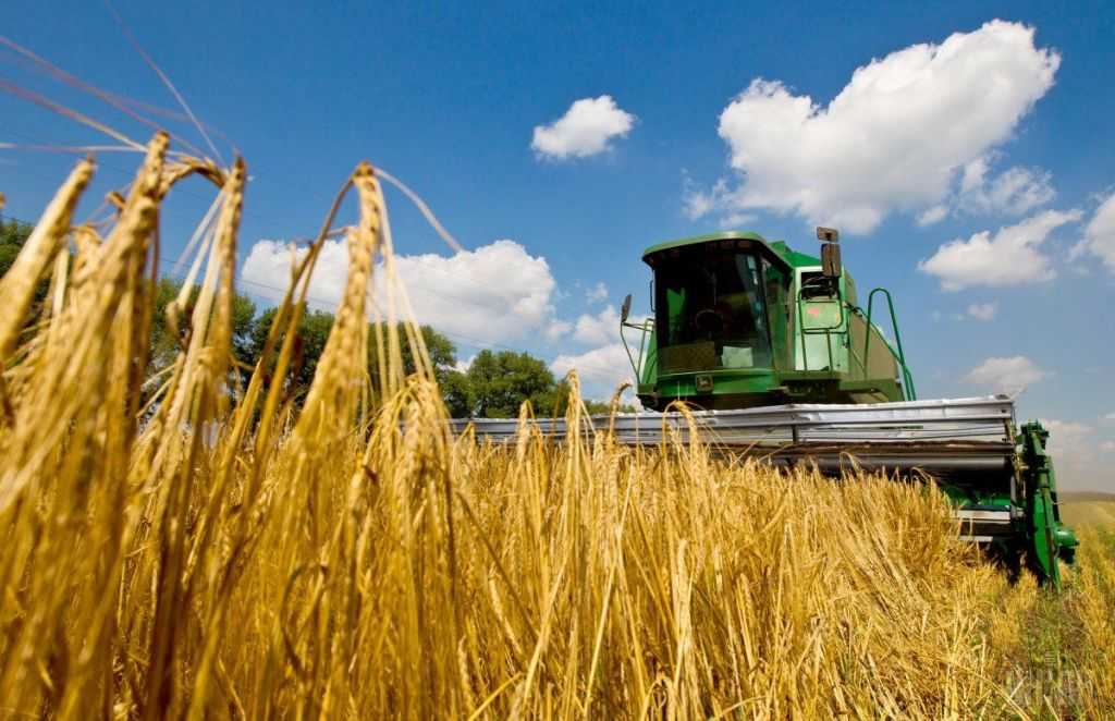 Посев озимой и яровой пшеницы: сроки посева, технология возделывания, когда сажать, как сеять, глубина заделки семян, уход за посевами, чем обработать