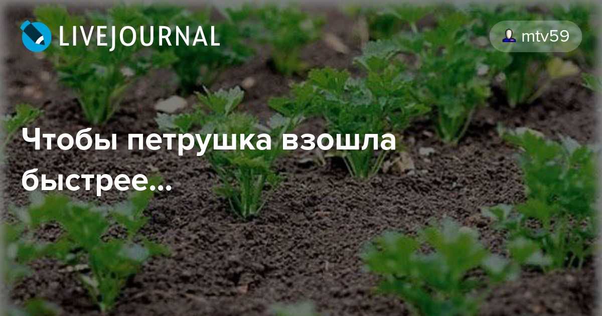 Как посадить томат. вариант 2: пророщенные семена. мастер-класс с фото на supersadovnik.ru