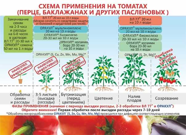 Подкормка томатов в теплице > уход и подкормка помидоров после высадки