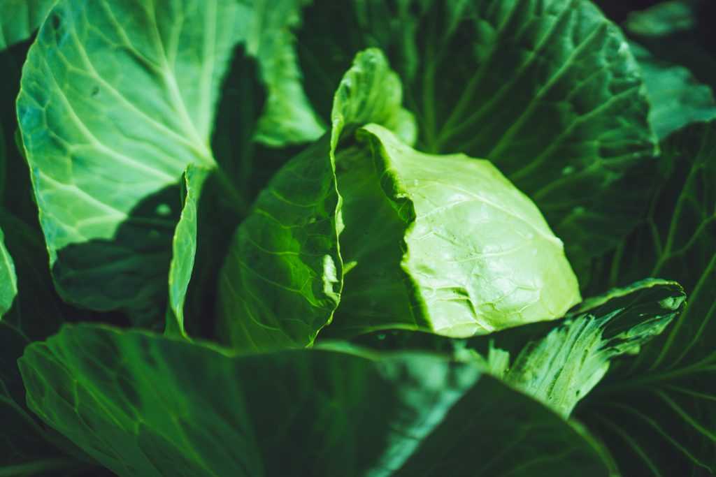 Капуста анкома f1: характеристика гибрида, отзывы о вкусовых качествах, описание урожайности сорта, фото семян
