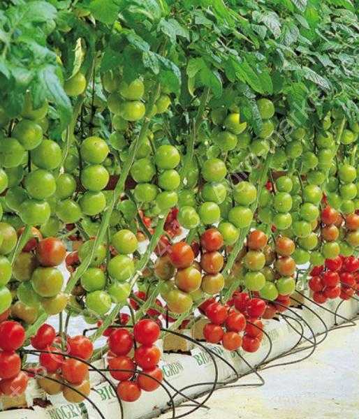 Выращивание томатов с использованием технологии гидропоники