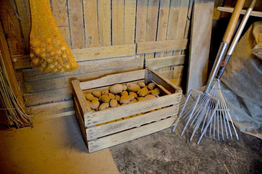 Как хранить картофель зимой: в погребе, подполье частного дома, гараже, при какой температуре