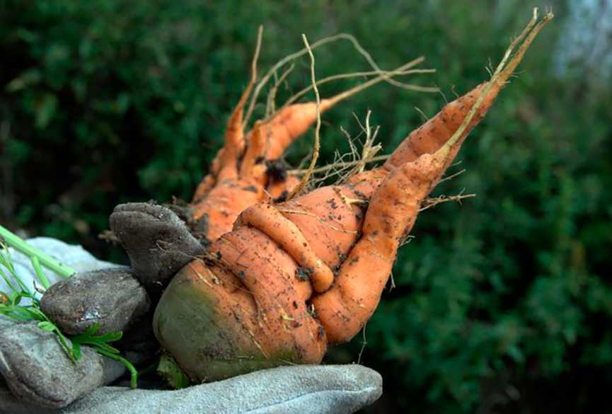 Кто грызет морковь в земле, и как с ними бороться: кто съедает в огороде на грядке сверху, ест корнеплод