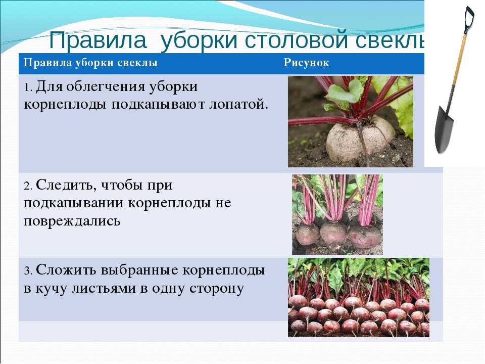 Посадка свеклы в открытый грунт семенами весной: сроки посева, как правильно обеспечить уход за ростками, когда подкармливать, возможные проблемы и трудности русский фермер