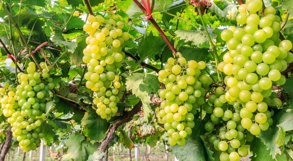 Виноград: состав и калорийность, полезные свойства для организма