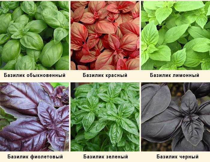 Какой базилик полезнее, зеленый или фиолетовый, чем они отличаются