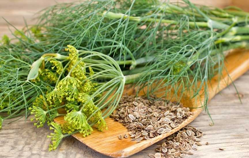 Укроп мочегонный или нет: целебные свойства ароматной травы