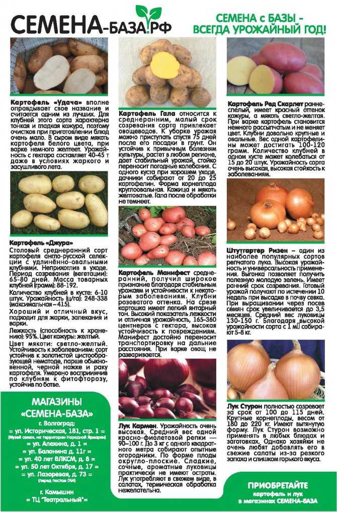 Картофель журавинка: описание и характеристики, особенности посадки и выращивания