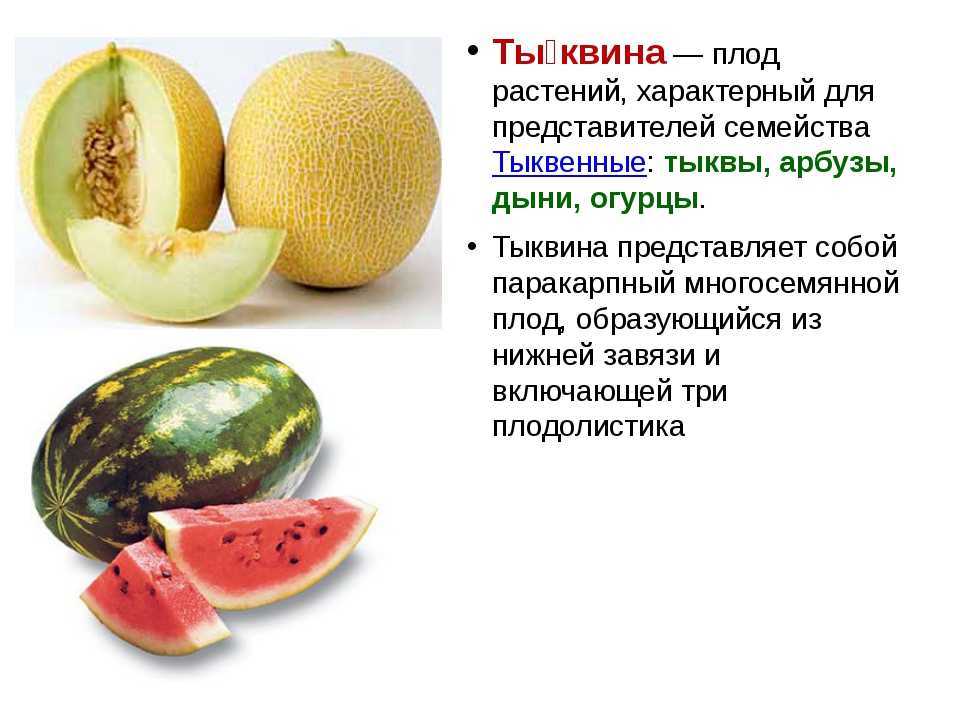 Арбуз из семейства тыквенных — это фрукт, ягода или овощ