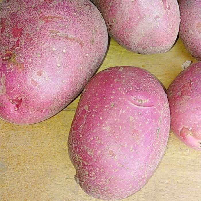 Сорта розовой картошки. Картофель красный сорта. Картофель с розовой мякотью. Розовая картошка сорта.