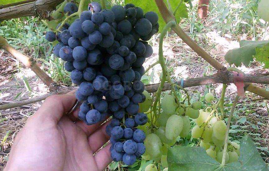 Зимостойкие, неукрывные сорта винограда для подмосковья, описание и фото