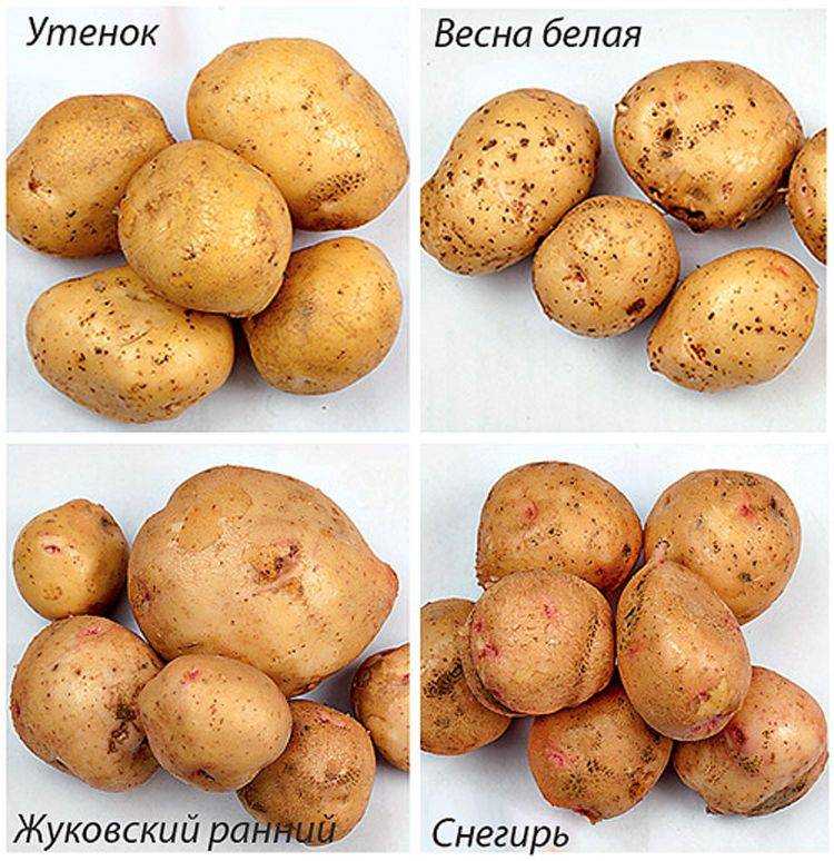 Какой сорт картофеля рассыпчатый и вкусный: разваристый при варке с желтой мякотью, описание сорта красного и белого, фото клубней и отзывы