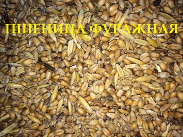 Что такое фуражная пшеница? особенности выбора и использования