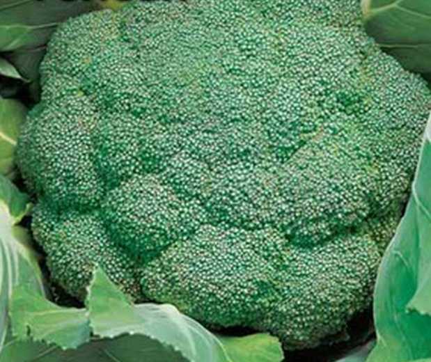 Лучшие сорта капусты брокколи для открытого грунта: топ-15, их описания и характеристики