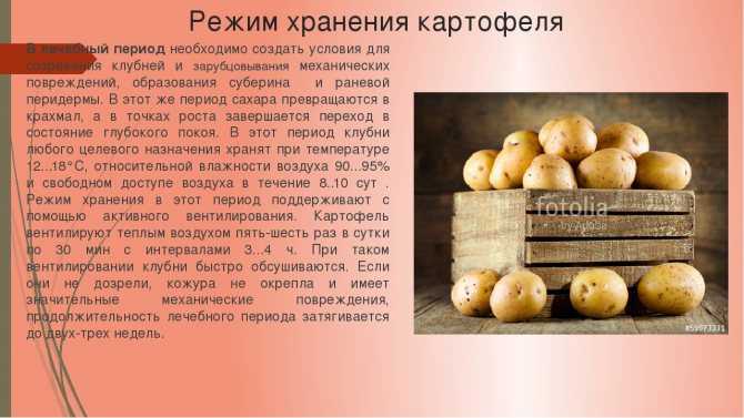Можно ли хранить яблоки в погребе вместе с картошкой, как организовать хранение фруктов в одном подвале с картофелем?