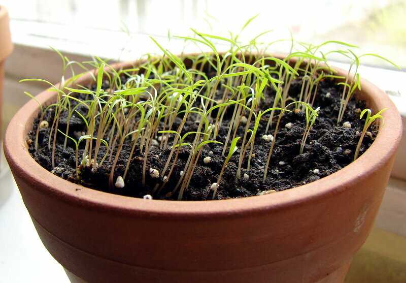 Как посадить укроп, чтобы быстро взошел в открытом грунте: весной, летом, фото, под зиму
