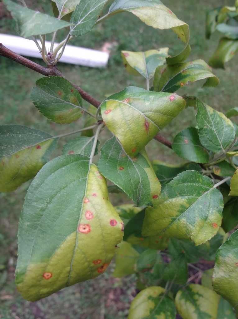 Болезнь листьев яблонь фото с названием и описанием