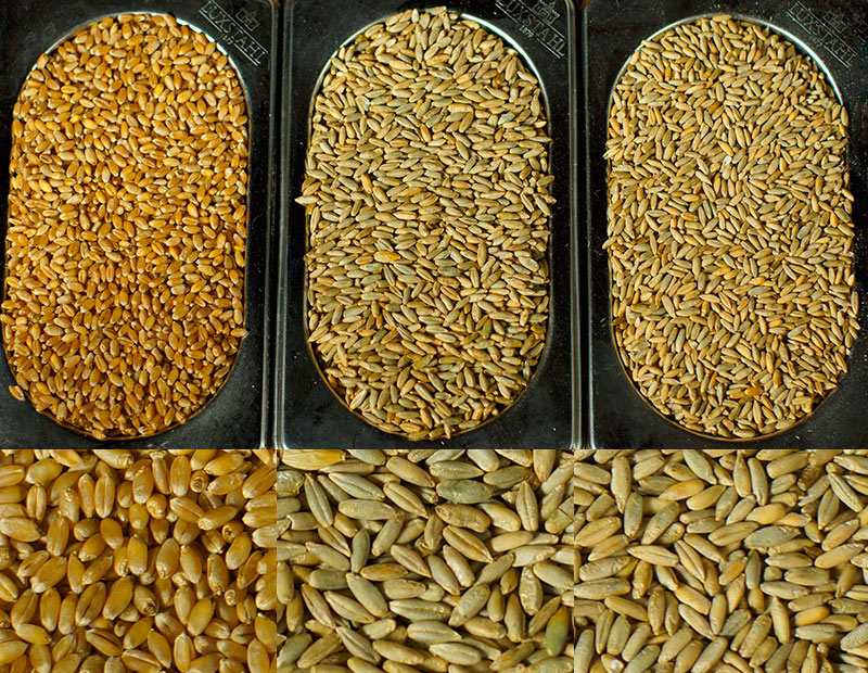 Simplylos • об экспорте пшеницы