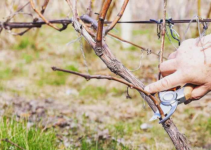 Когда открывать виноград после зимы в украине и уход за ним