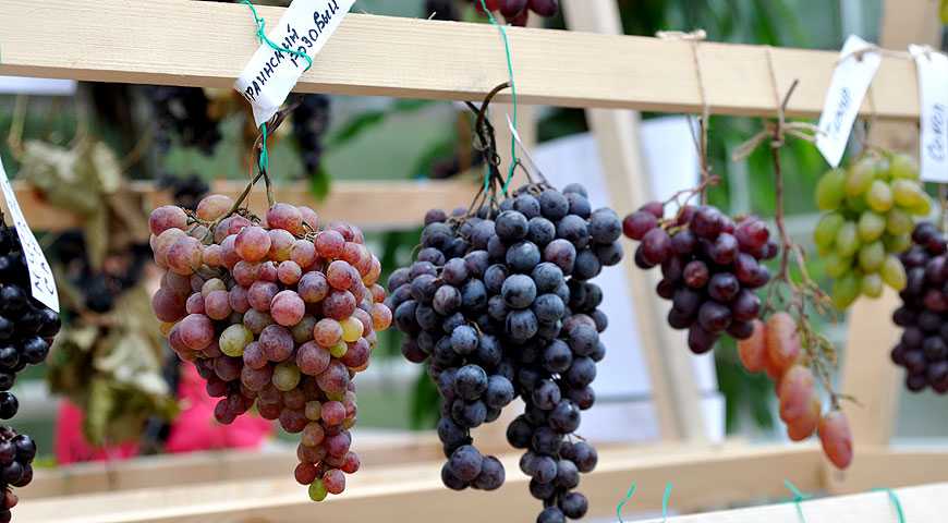 16 лучших сортов винограда для подмосковья
