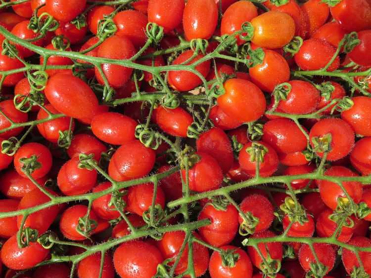 Томат барбарис f1: характеристика и описание сорта от фирм сибирский сад и аэлита, отзывы об урожайности помидоров черри и фото куста