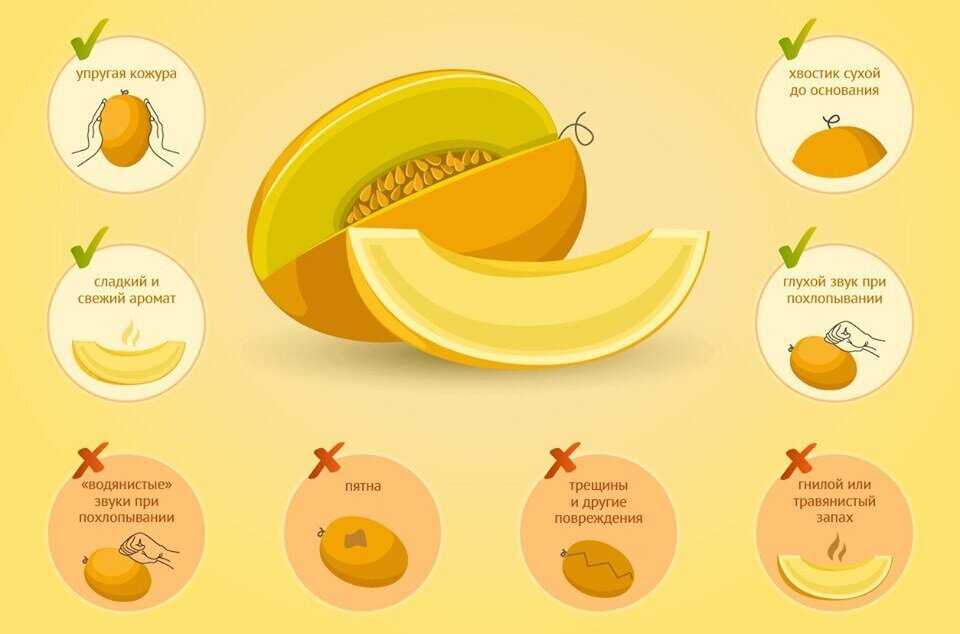 Какие содержатся витамины в дыне, их полезные свойства