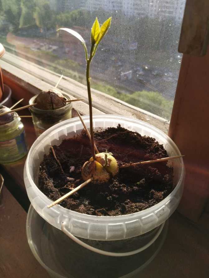 Авокадо – уход за растением, выращенным из косточки дома - огород, сад, балкон - медиаплатформа миртесен