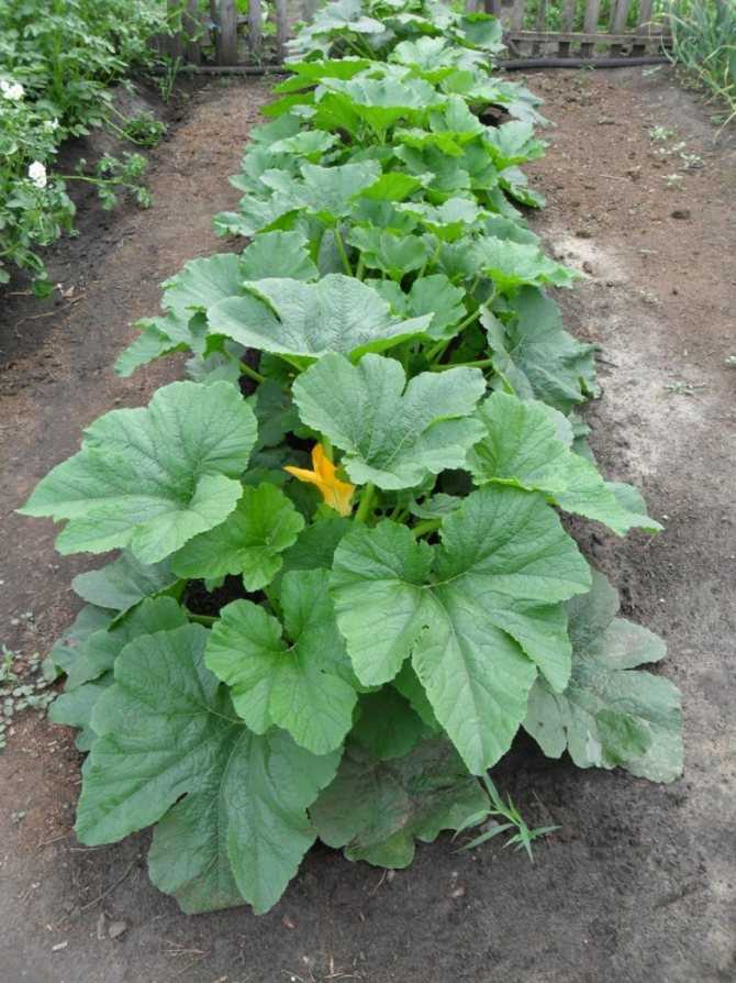 Все о выращивании кабачков от посева до сбора урожая: рекомендации и секреты опытных огородников
