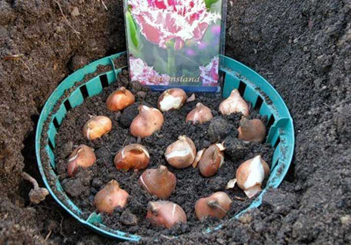 Когда и как сажать тюльпаны? сроки и посадка тюльпанов осенью по лунному календарю 2020