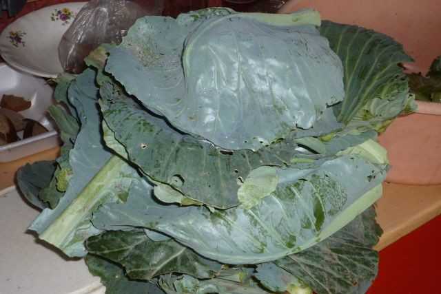 Как приготовить крошево из зеленых листьев капусты на зиму