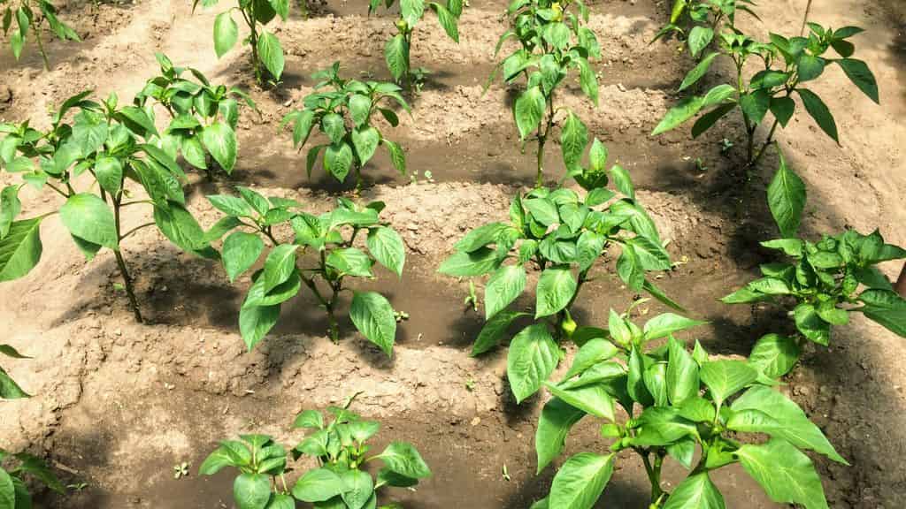 Почему перец не растет после высадки в грунт: 6 распространенных причин: новости, перец, огород, урожай, лайфхаки, сад и огород