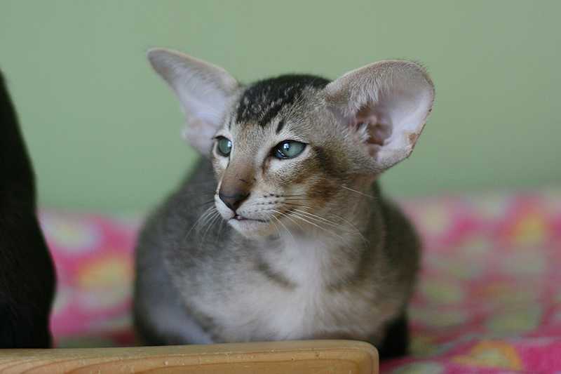 Ориентальная кошка – зеленоглазая «азиатка» с ушами-опахалами