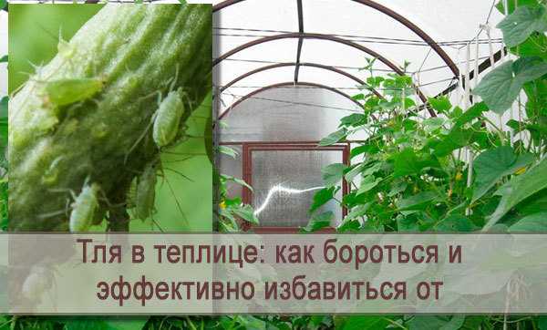 Как не потерять урожай томатов, перцев и кабачков? борьба с фитофторозом