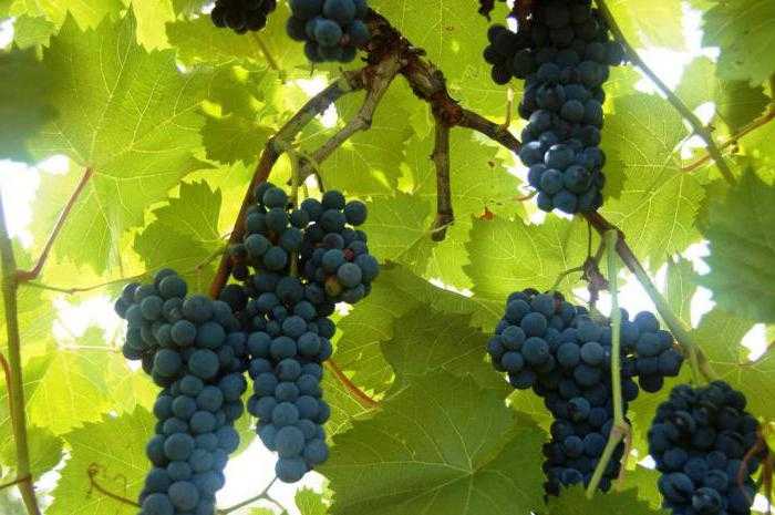 12 лучших сортов винограда для подмосковья