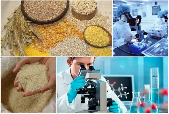 Технология анализа химического состава зерна пшеницы