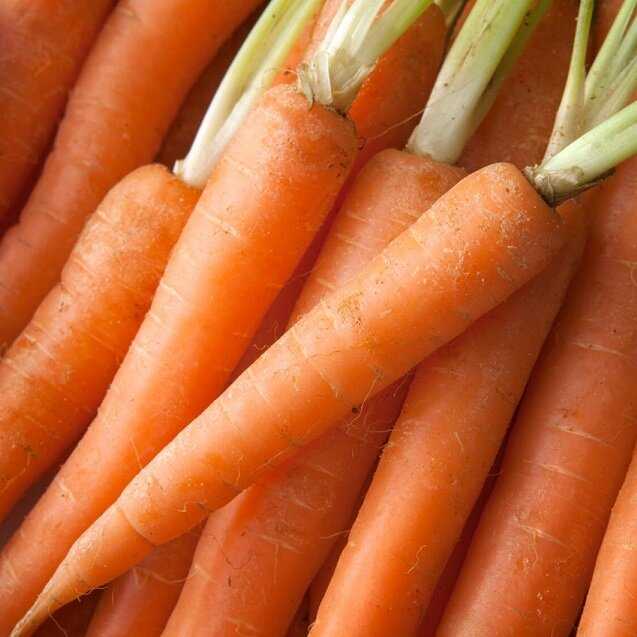 Лучшие сорта моркови для подмосковья: отзывы, для открытого грунта и теплицы