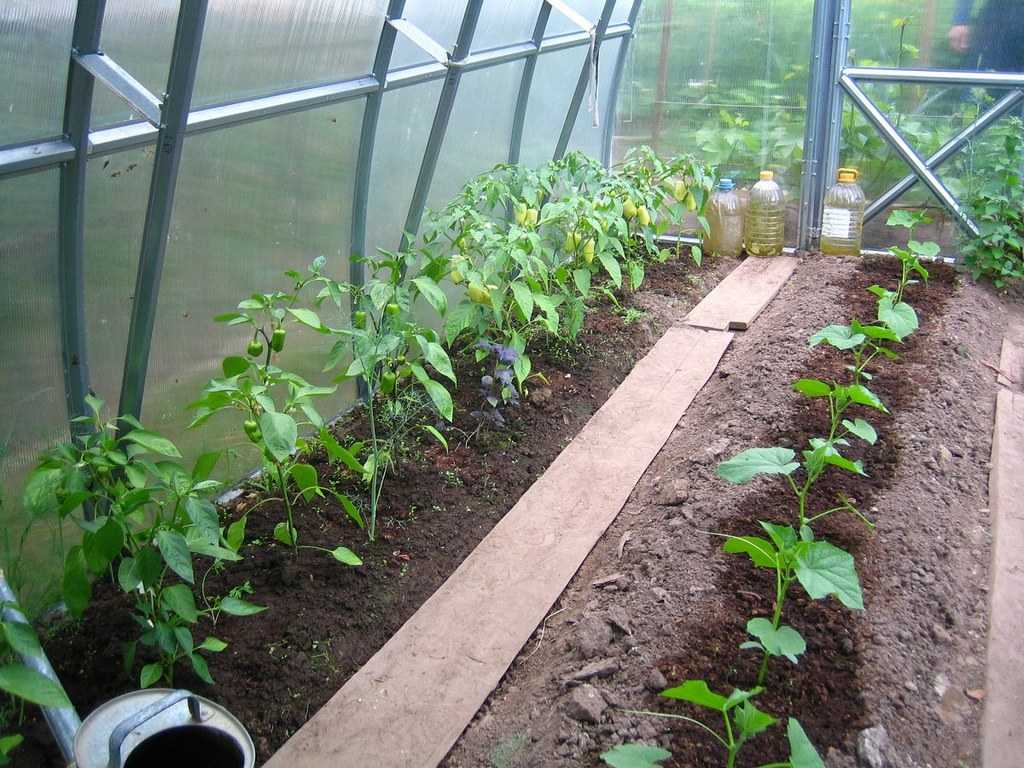 Выращивание баклажанов в теплице: сорта, посадка, уход
