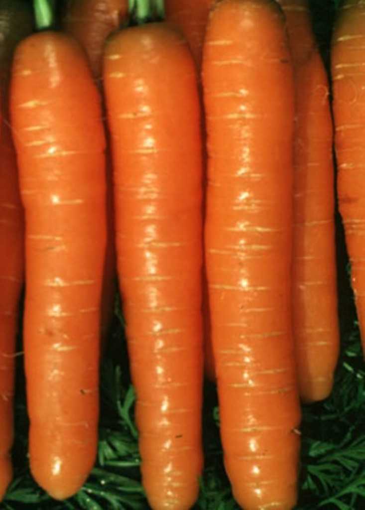 Морковь болеро f1: описание сорта, отзывы об урожайности, характеристика гибрида, рекомендации по выращиванию и уходу