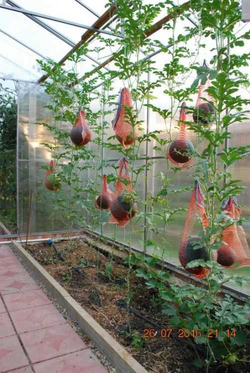 Выращивание арбузов в открытом грунте в сибири, в теплице
