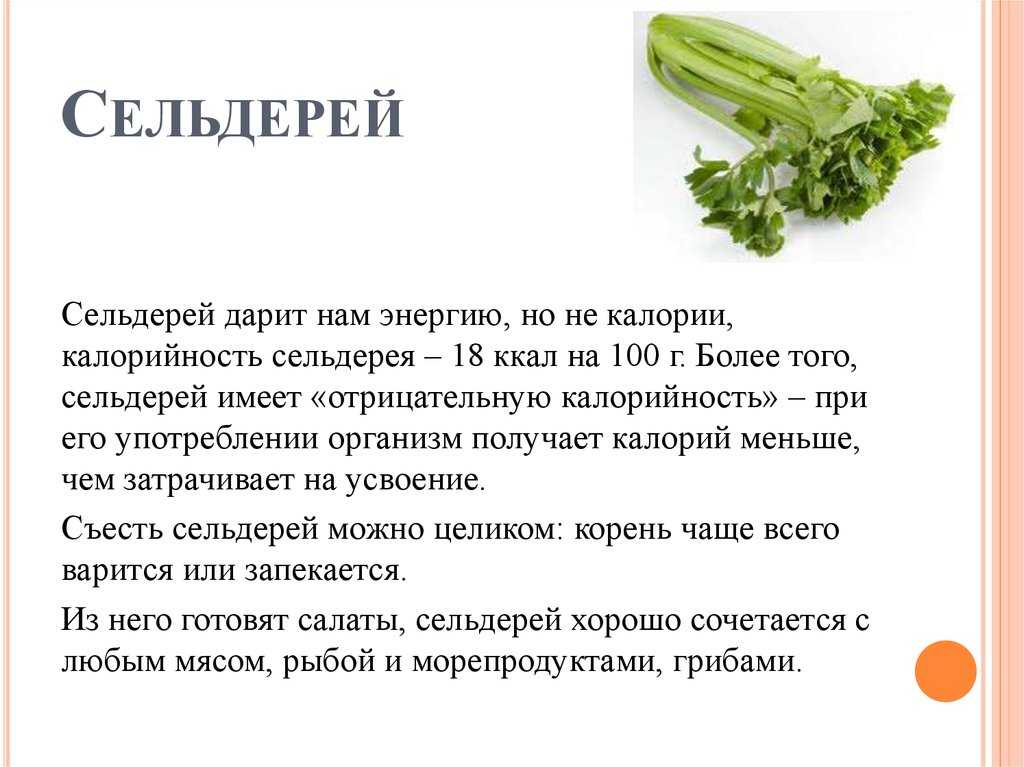 Сельдерей: полезные свойства и вред, как готовить, как употреблять, калорийность и состав